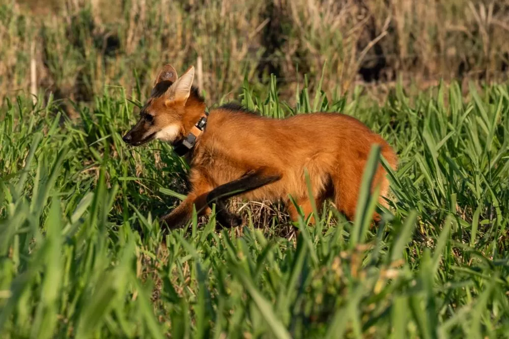 Fotos: William Brisida/Itaipu Binacional. 