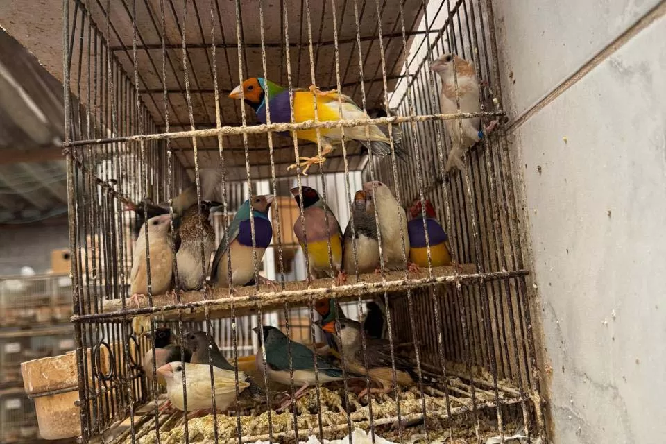 PCPR resgata mais de 5 mil aves exóticas de situação de maus tratos em Arapongas Foto: Bianca Mendonça/PCPR