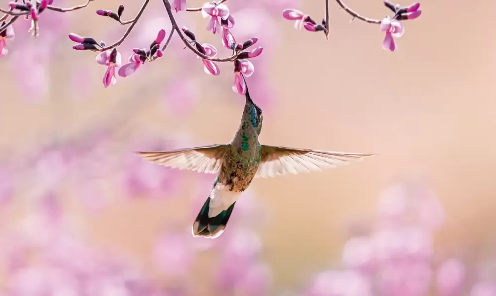  Foto Marcelo Kuhlmann