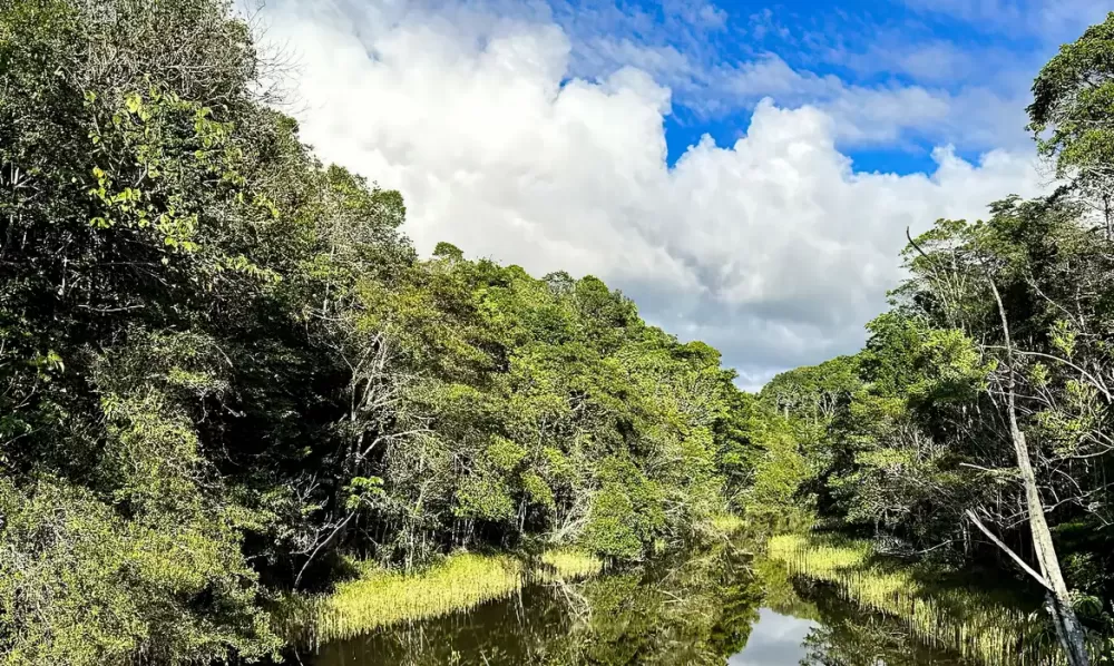  Symbiosis/ Divulgação