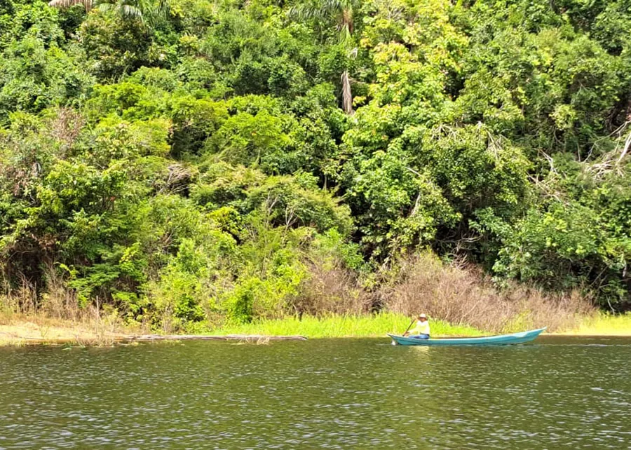 Bactérias encontradas em rios amazônicos controlam agente causador da murcha bacteriana do tomate