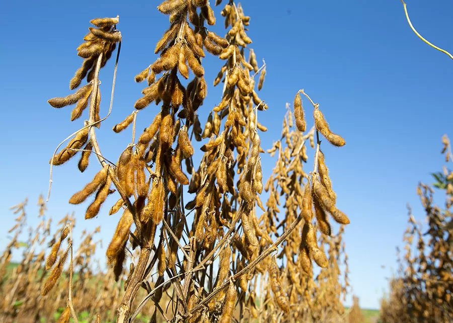 Novas cultivares de soja combinam alta produtividade e resistência a doenças