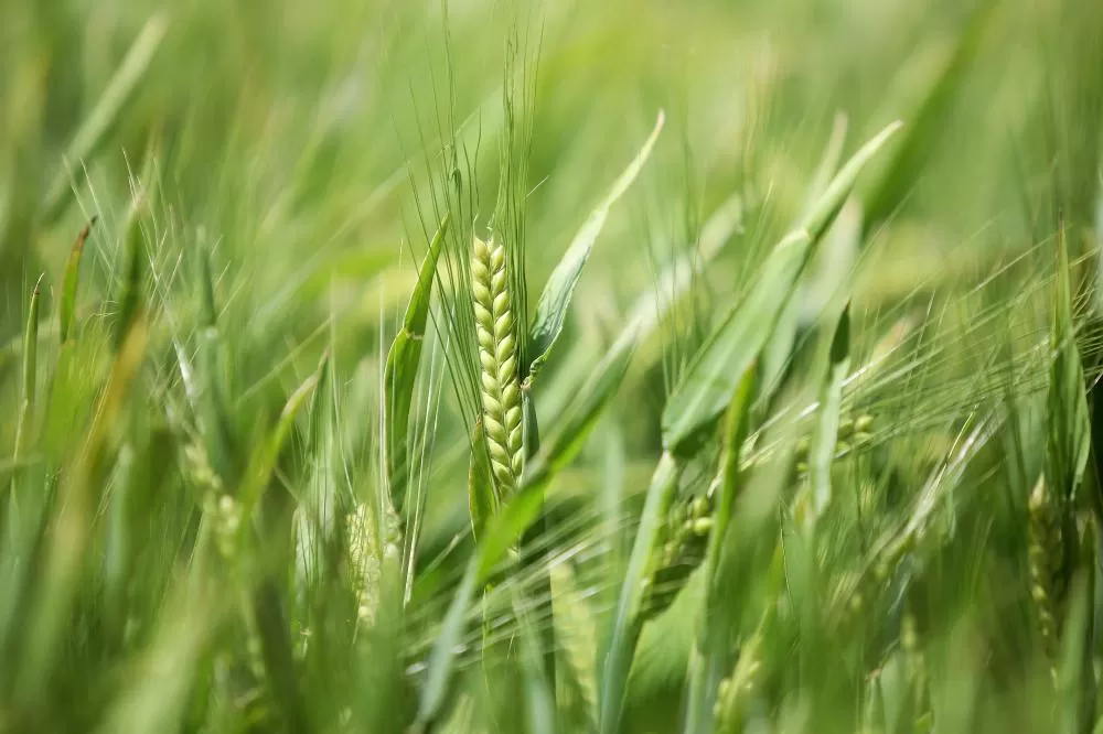 Paraná pode ter maior área de cevada da história e aumentar liderança nacional de produção