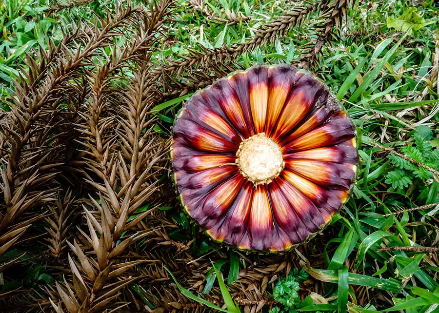 Foto: Andre Kasczeszen