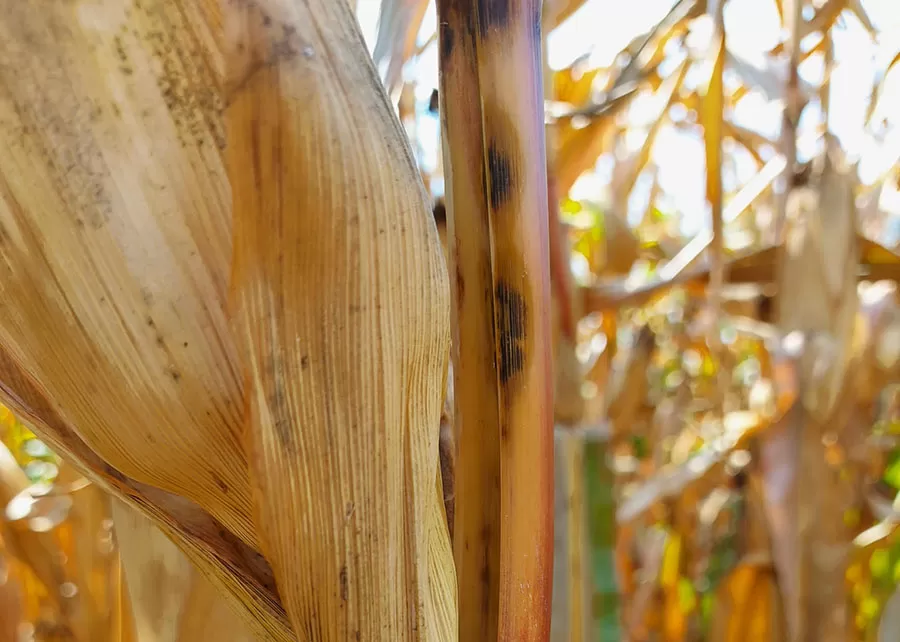 Foto: Flávia Rogério