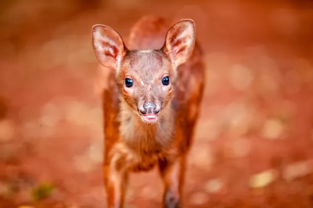 (Foto: Divulgação)