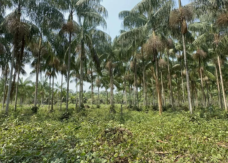 Foto: Mauricilia Silva