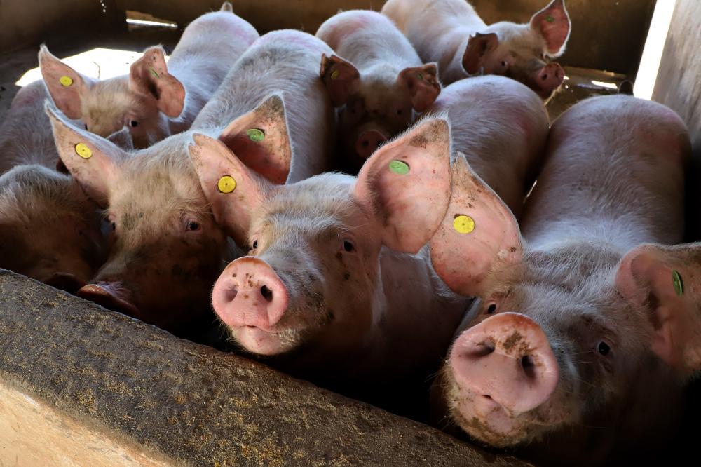 Resultado final do VBP de 2022 mostra que pecuária representa 51% da economia rural Foto: Ari Dias/AEN