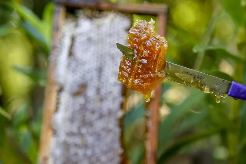 Exportações de mel disparam e Paraná assume vice-liderança no Brasil Foto: Gilson Abreu/Arquivo AEN