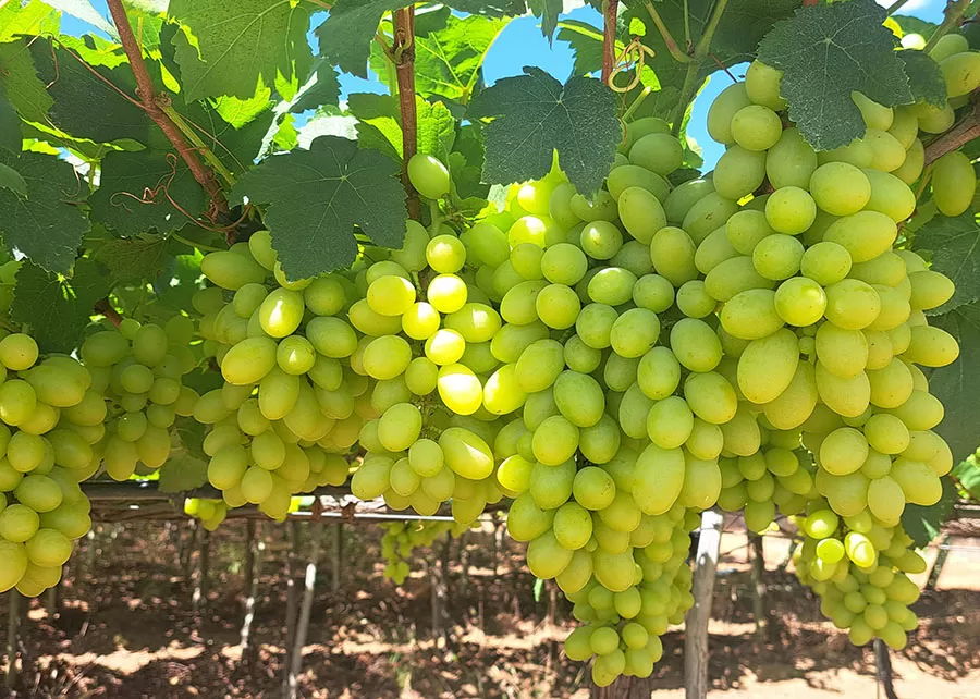 Foto: João Dimas Garcia Maia