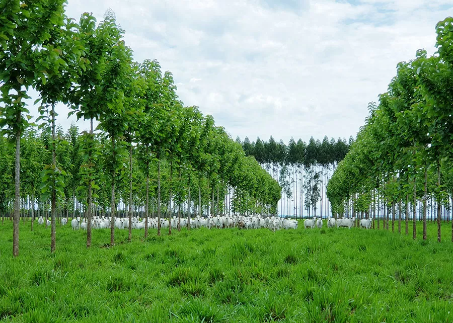 Foto: Maurel Behling