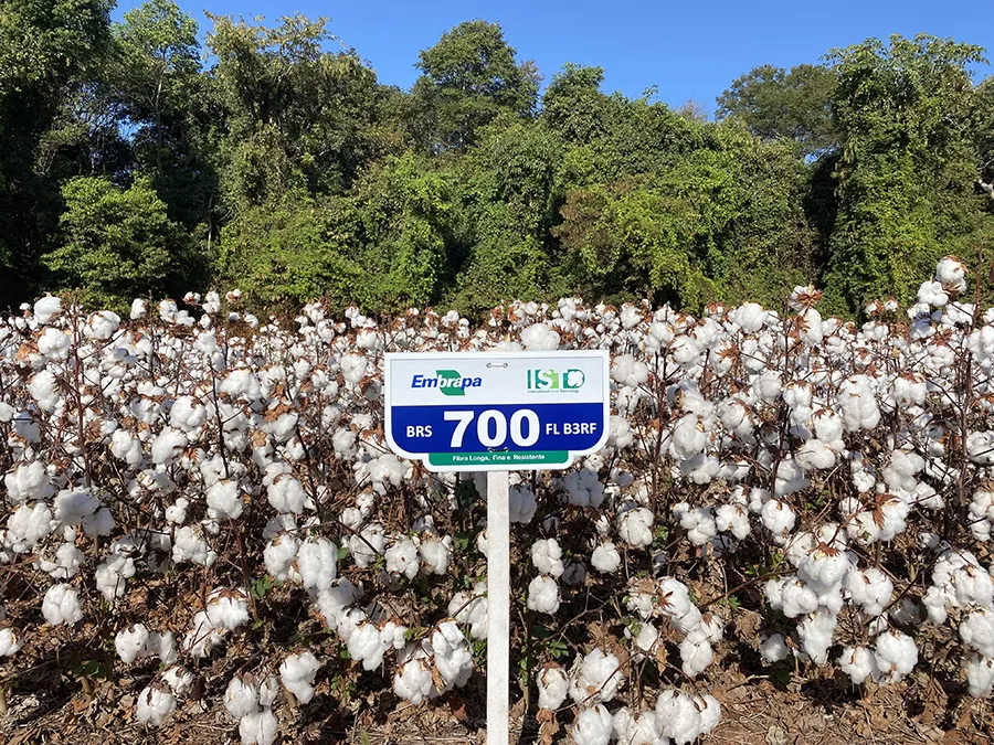 Foto: Camilo Morello