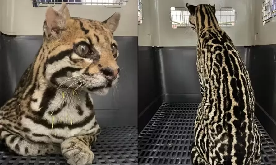 Jaguatirica resgatada em Trajano de Moraes, no Norte Fluminense, ferida por tiros e espinhos de ouriço — Foto: Divulgação / Instituto BW