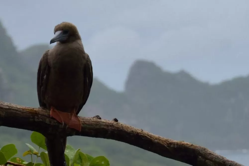 Projeto Passarinhar Paraná: Pico do Marumbi estreia no Global Big Day neste sábado