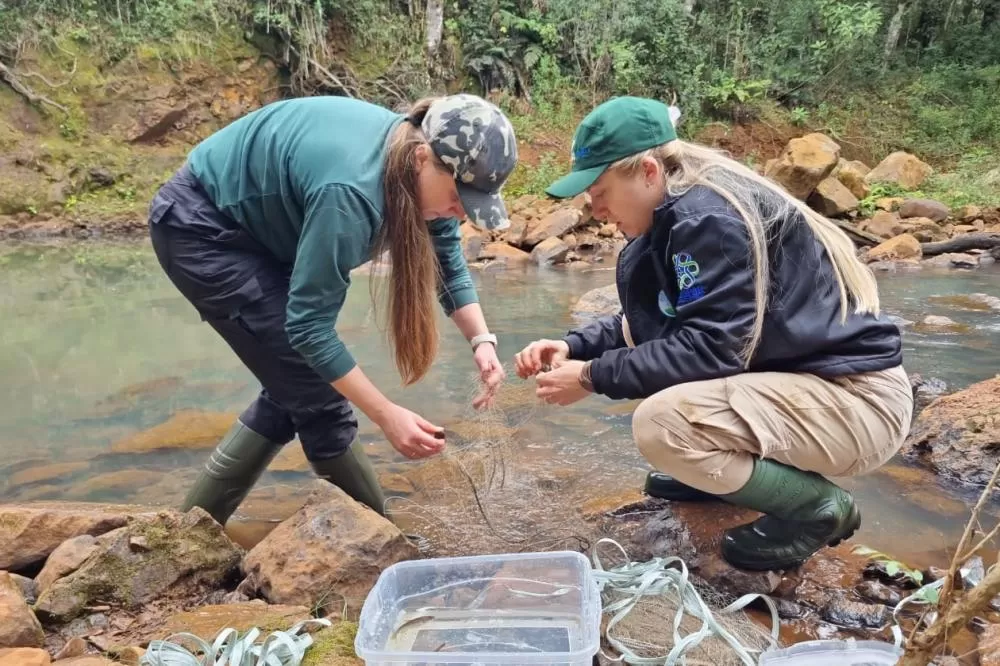Duplicação entre Pitanga e Turvo começa com programas ambientais e projeto executivo Foto: DER