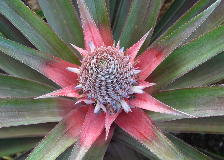 Foto: Junghans Davi Theodoro