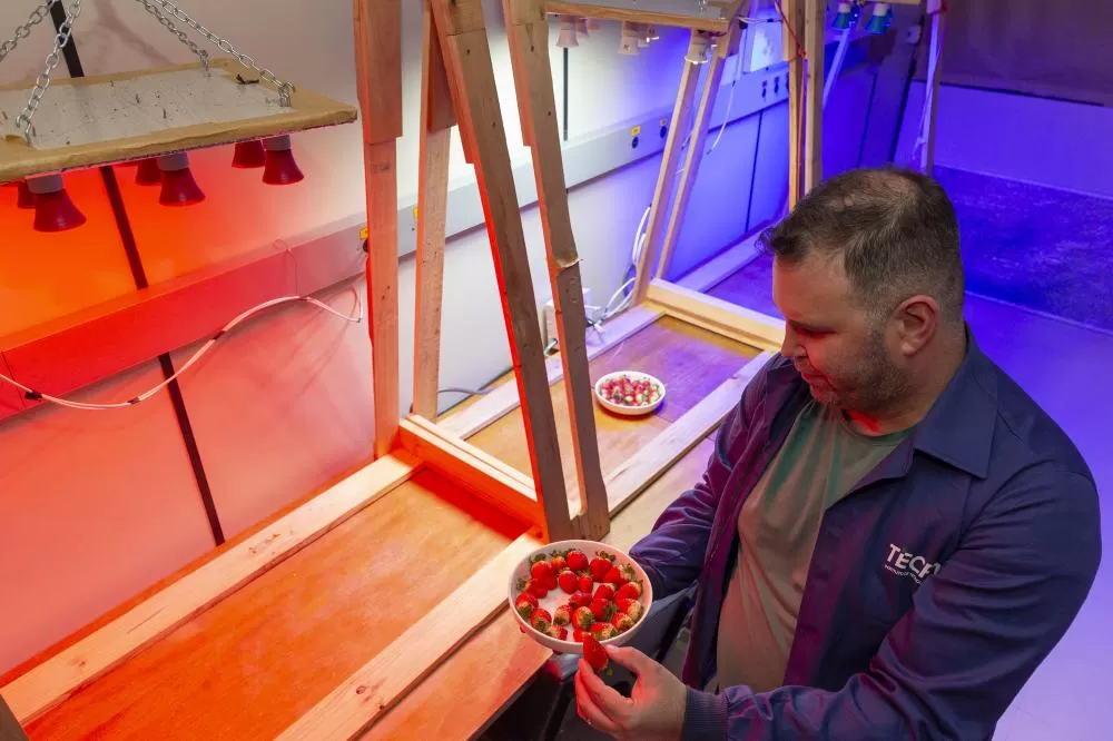 Funcionário Geanesson mostra estudo de luzes com morangos no TECPAR Foto: Hedeson Alves/TECPAR