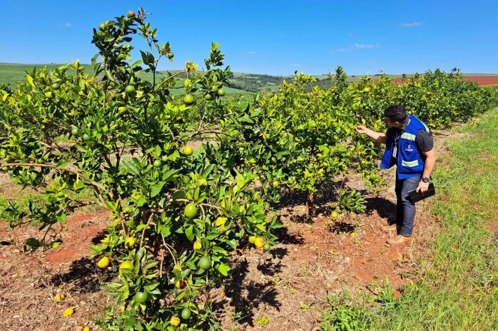 BIG Citrus: ação da Adapar foca na prevenção do Greening, principal doença dos cítricos Foto: Evandro Fadel/SEAB