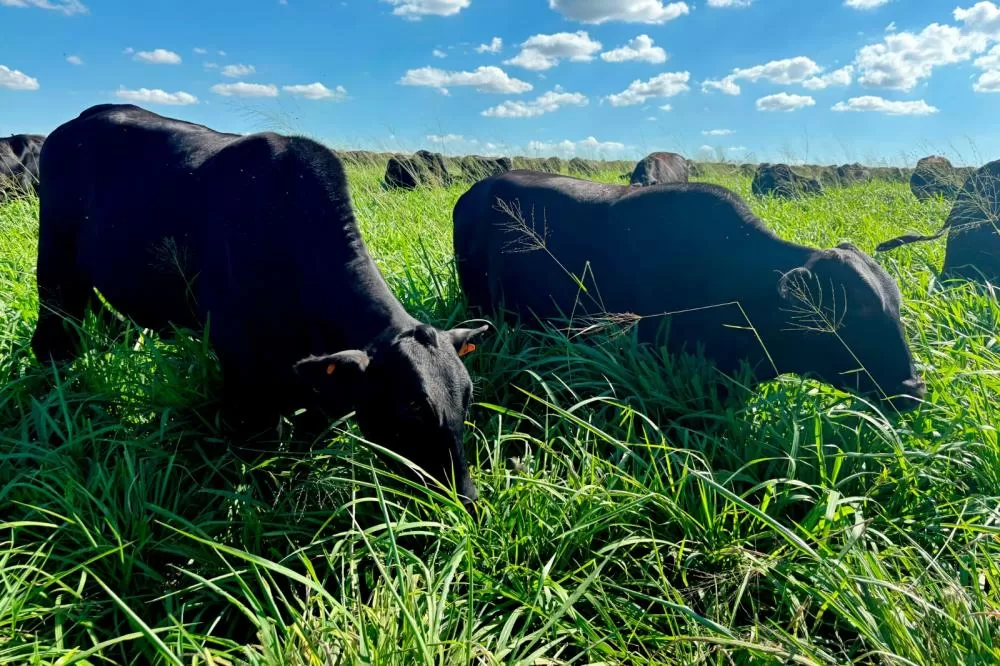 Mais de 19 mil propriedades do Paraná atualizam rebanho em 12 dias de campanha Foto: Alanis Moura Barbosa/Seab