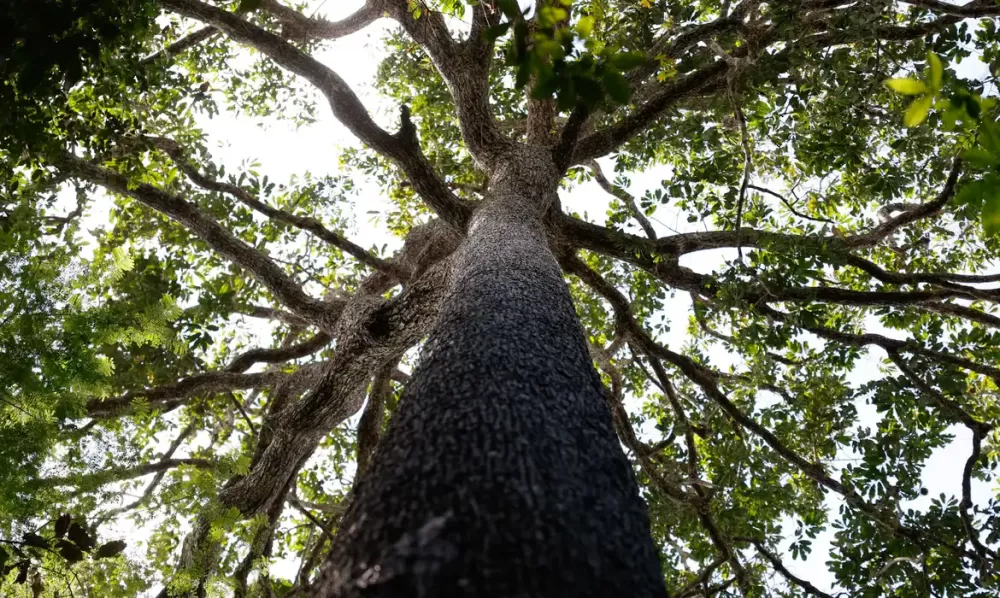 © Fernando Frazão/Agência Brasil