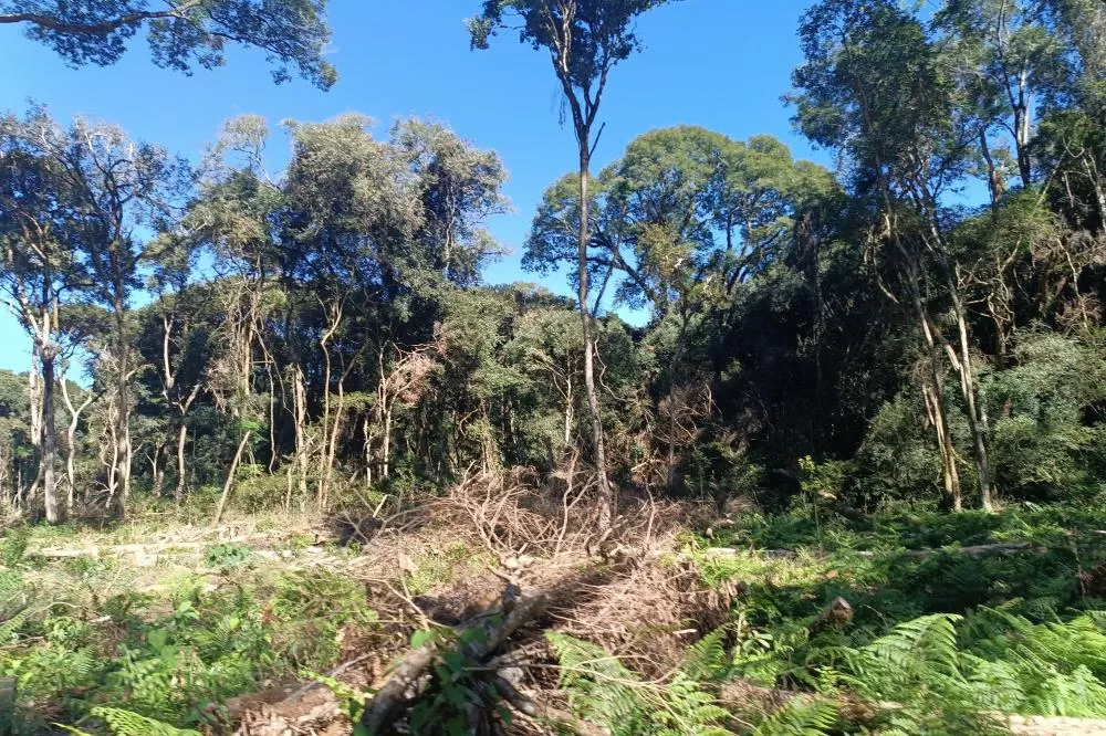 IAT autuou a responsável por uma propriedade rural de Guarapuava em R$ 322 mil por desmatamento ilegal da Mata Atlântica. Foto: IAT Guarapuava