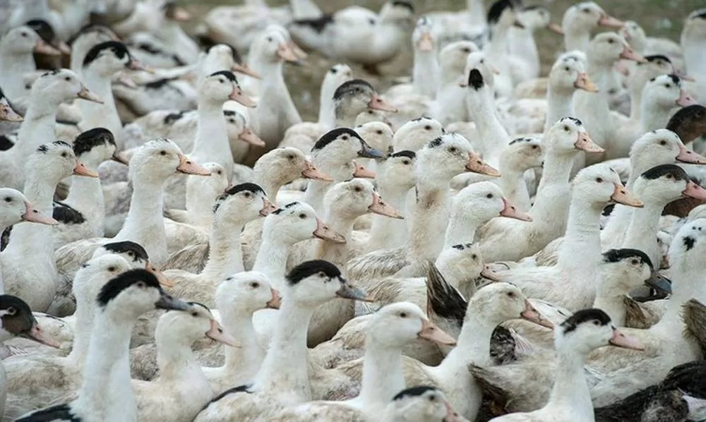 Agência Senado/Divulgação