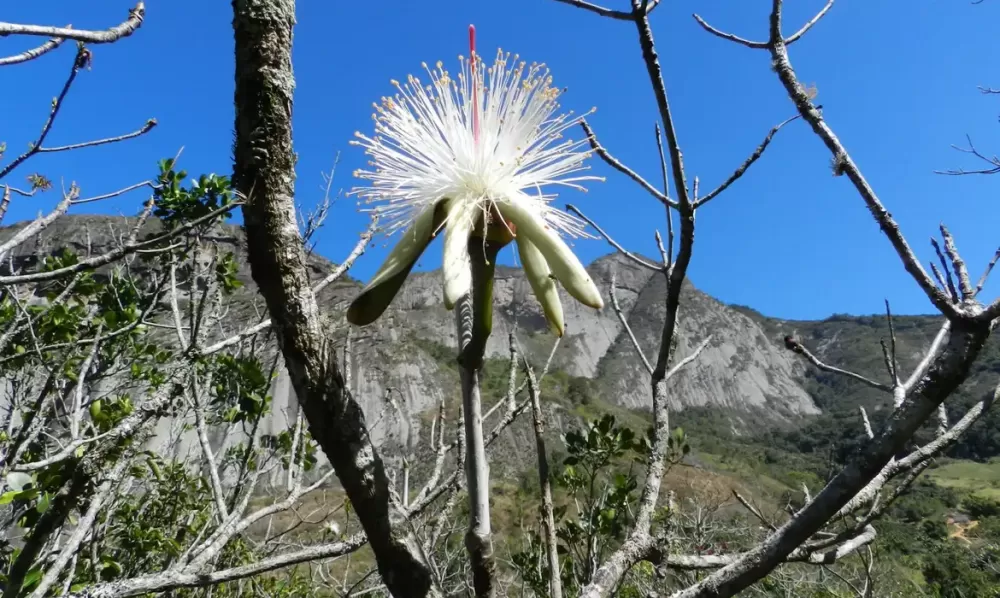 Estudo em morros do Sudeste encontra espécies resistentes ao calor