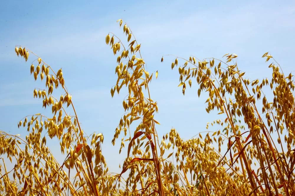 Lavoura de aveia. Foto: Jaelson Lucas/Arquivo AEN