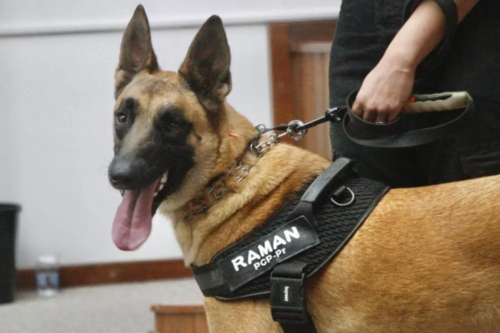 Cão perito encontra prova com vestígios de sangue em local de crime Foto: SESP-PR