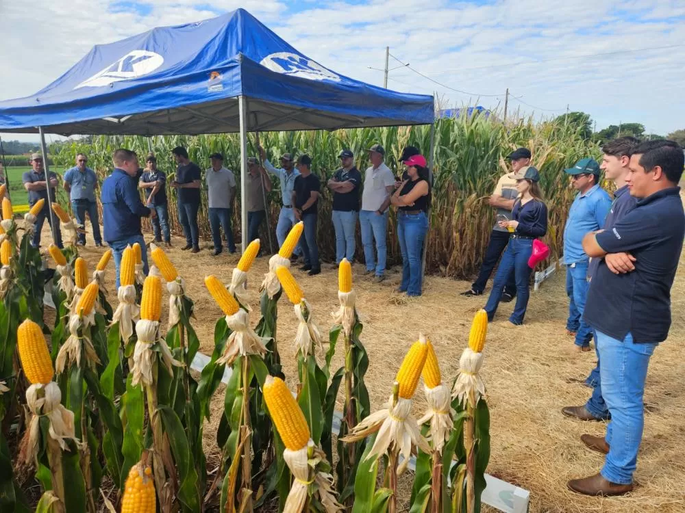 Copagril apresenta novos híbridos ao público do Dia de Campo Milho Safrinha