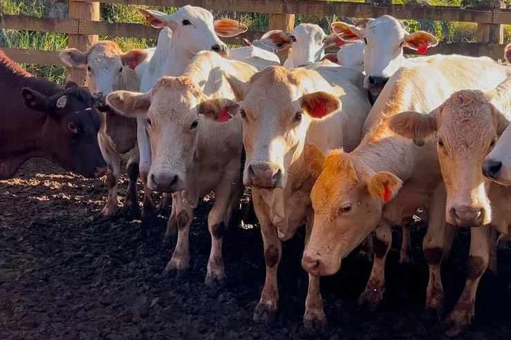 Melhoramento genético da raça Purunã deve ampliar oferta e elevar qualidade da carne Foto: Fundação Araucária