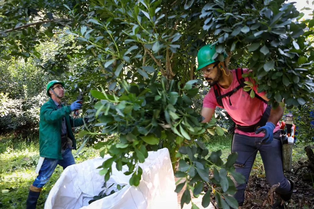 Cultivo de erva-mate do Paraná vira Patrimônio Agrícola Mundial da Nações Unidas Foto: Gilson Abreu/Arquivo AEN
