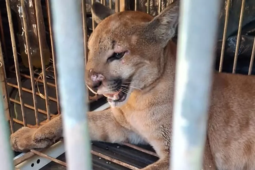 Após captura e avaliação por parte de técnicos do Instituto Água e Terra, onça-parda foi devolvida à natureza Foto: IAT Maringá
