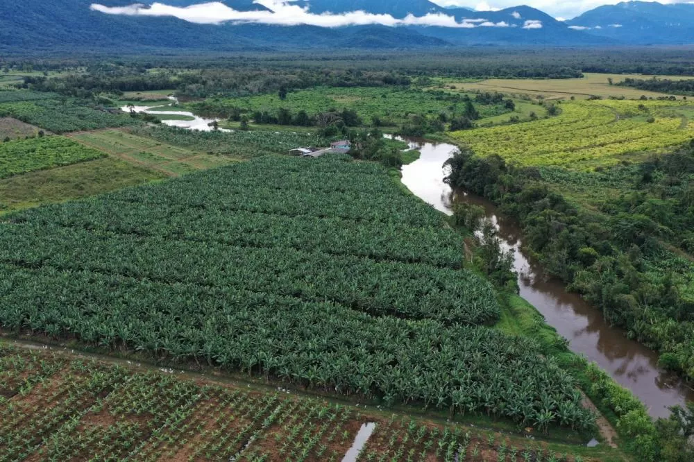 Com drones, Adapar amplia vigilância fitossanitária na bananicultura do Litoral Foto: Adapar