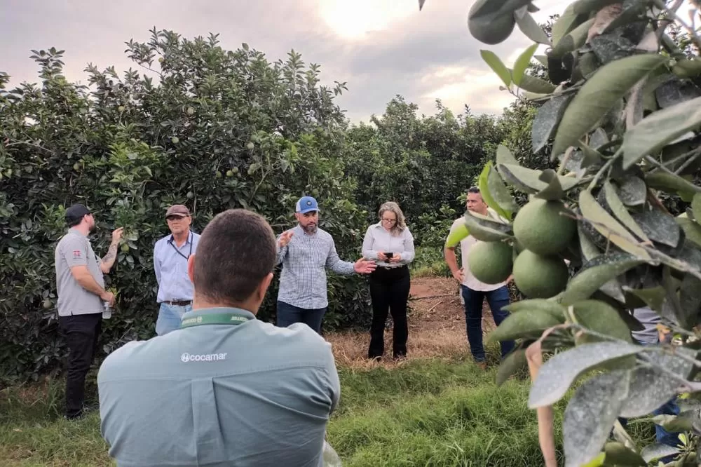 Fiscais catarinenses e gaúchos conhecem experiência do Paraná no combate ao greening Foto: Evandro Fadel/SEAB