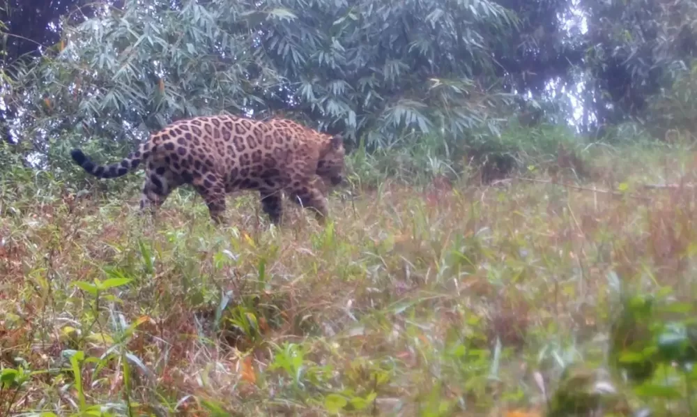  Programa Grandes Mamíferos da Serra do Mar/Fundação Grupo Boticário