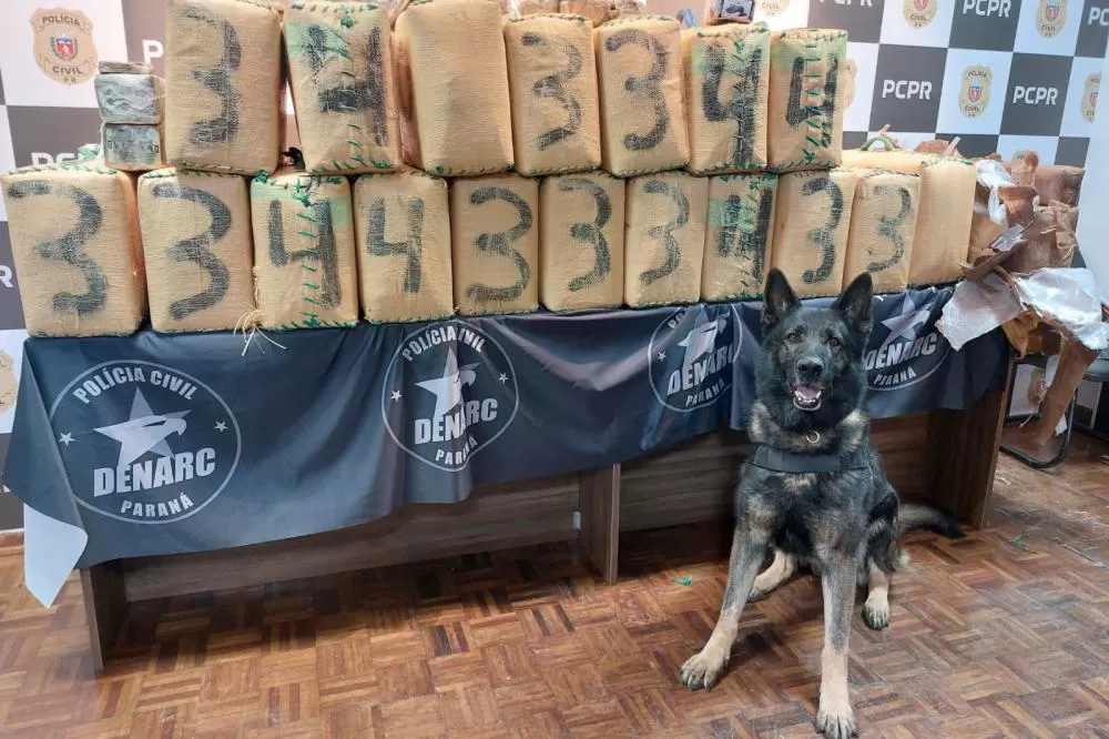 704 quilos: PCPR realiza maior apreensão de haxixe da história do Paraná Foto: PCPR