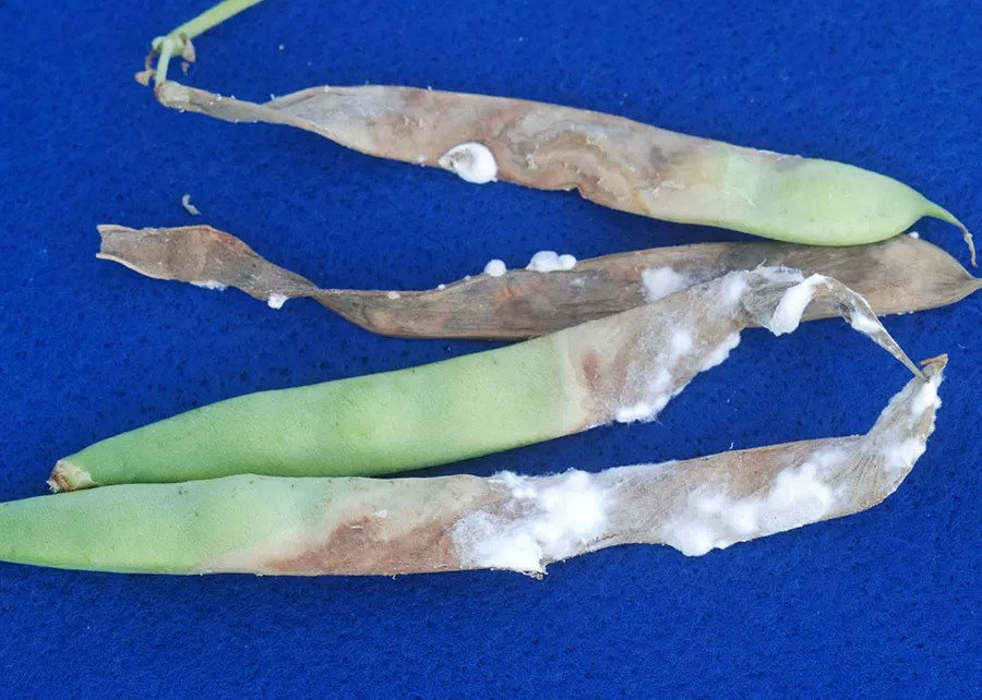 Foto: Sebastião Araújo