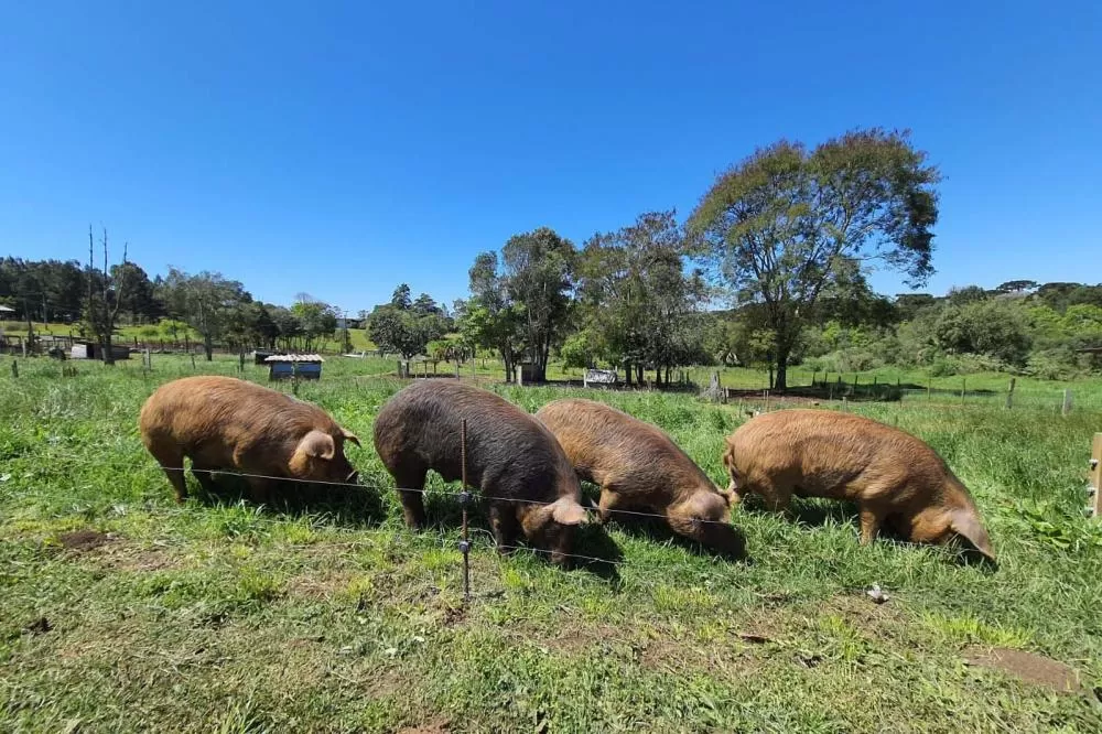 Adapar publica portaria com normas de biosseguridade para criações de suínos ao ar livre Foto: Adapar Paraná