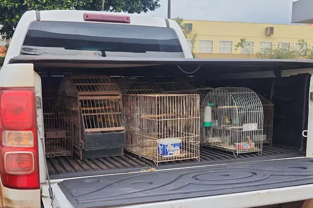 Técnicos do Instituto Água e Terra e agentes do Batalhão da Polícia Ambiental - Força Verde apreenderam 57 pássaros em condições de maus-tratos em Ibaiti, no Norte Pioneiro Foto: IAT Jacarezinho