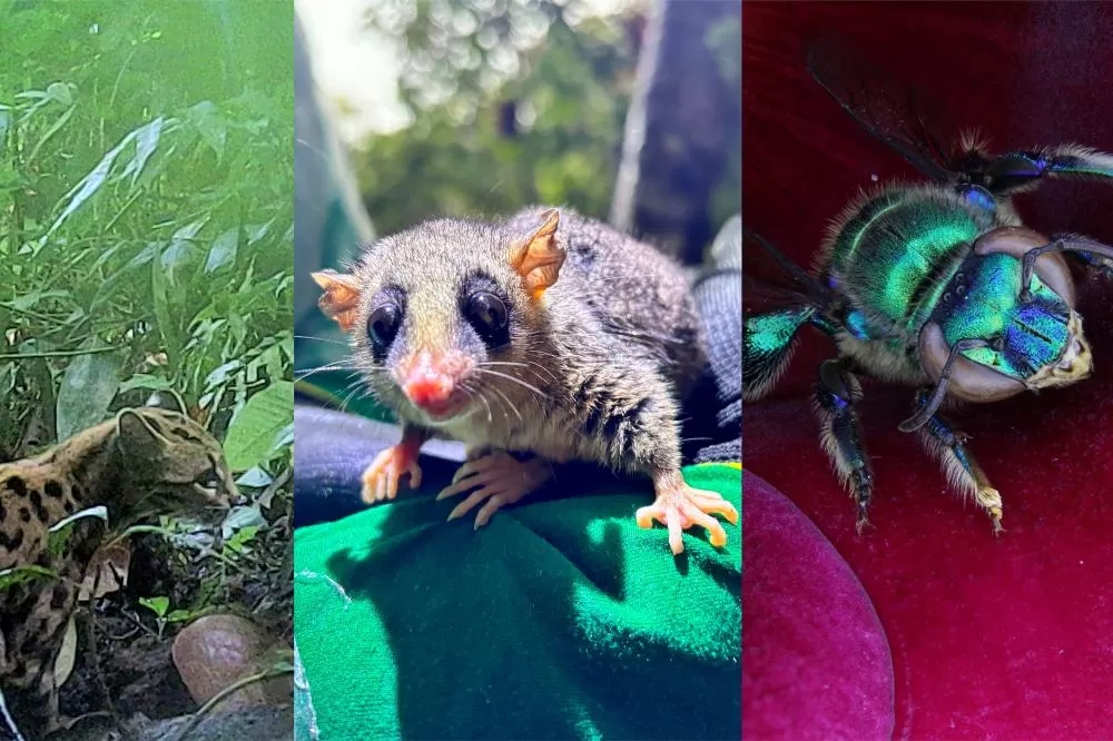 Programa de fauna da Ponte de Guaratuba já monitorou 18 mil animais, incluindo espécies raras Foto: Consórcio Supervisor Ponte de Guaratuba