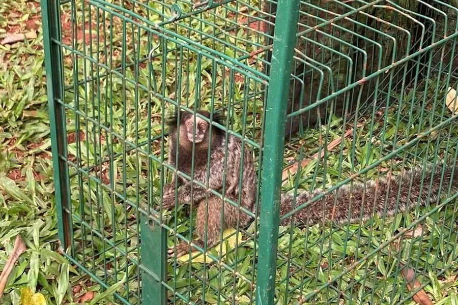 Profissionais do escritório regional do Instituto Água e Terra (IAT) de Foz do Iguaçu capturaram nesta segunda-feira (9) dois saguis-de-tufos-pretos Foto: IAT-FOZ DO IGUAÇU