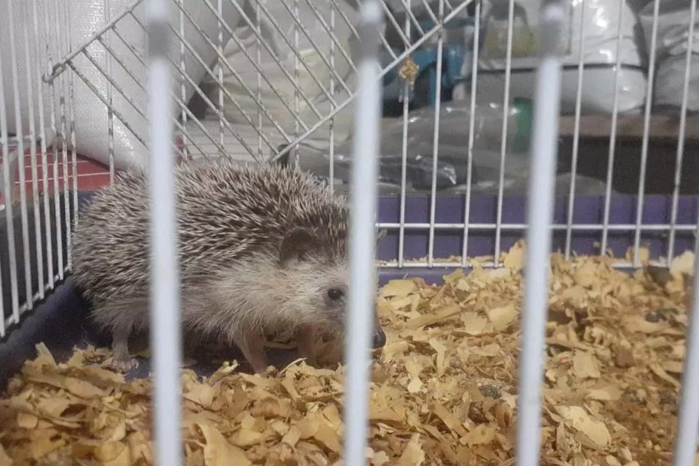 Técnicos do Instituto Água e Terra Resgataram cinco ouriços-pigmeus-africanos e duas tartarugas-tigre-d’água que eram mantidas em cativeiro irregular em Marechal Cândido Rondon Foto: IAT -Toledo