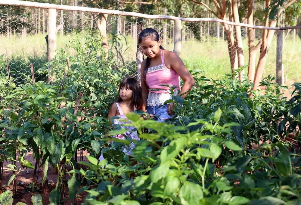 Roçados e quintais produtivos fortalecem a alimentação das famílias Avá Guarani no Oeste do Paraná