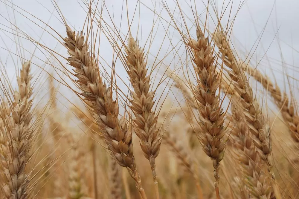 Foto: Divulgação/ Embrapa
