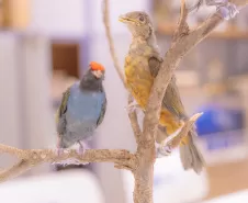 Pesquisa e ensino: Laboratório de Zoologia da UEPG tem mais de mil animais conservados Foto: Jéssica Natal/UEPG