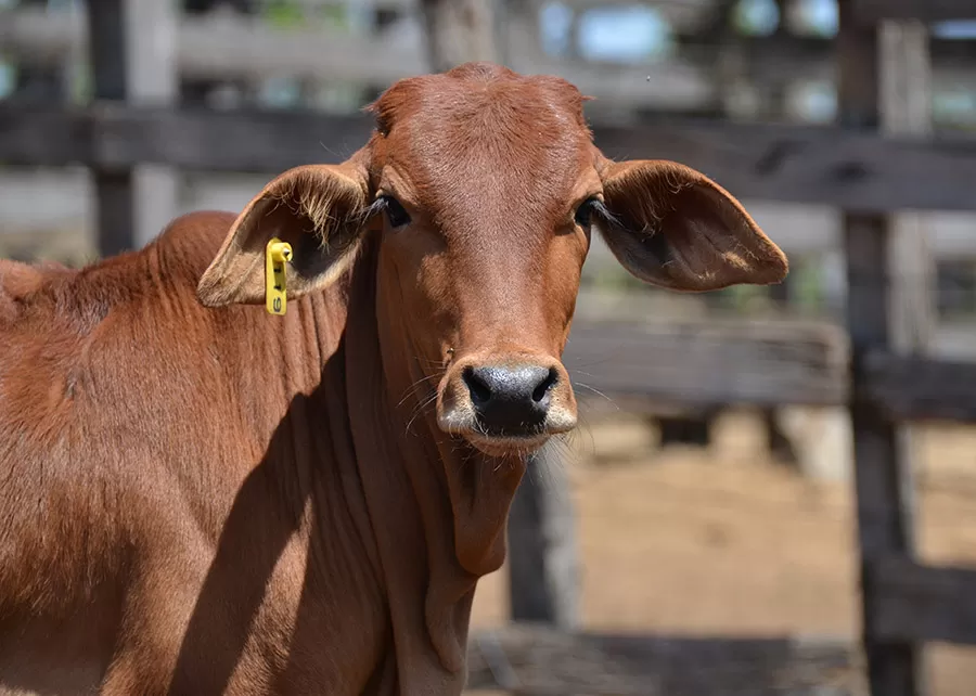 Foto: Marcelino Ribeiro