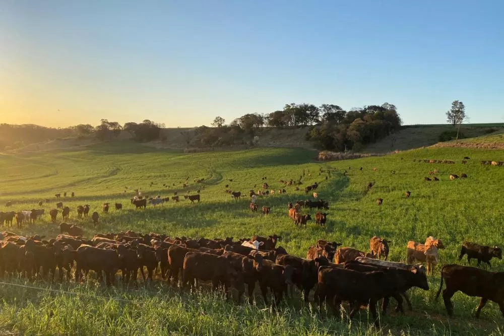Adapar recebe comitiva do Japão para auditorias sanitárias de carne bovina e suína Foto: Divulgação ADAPAR