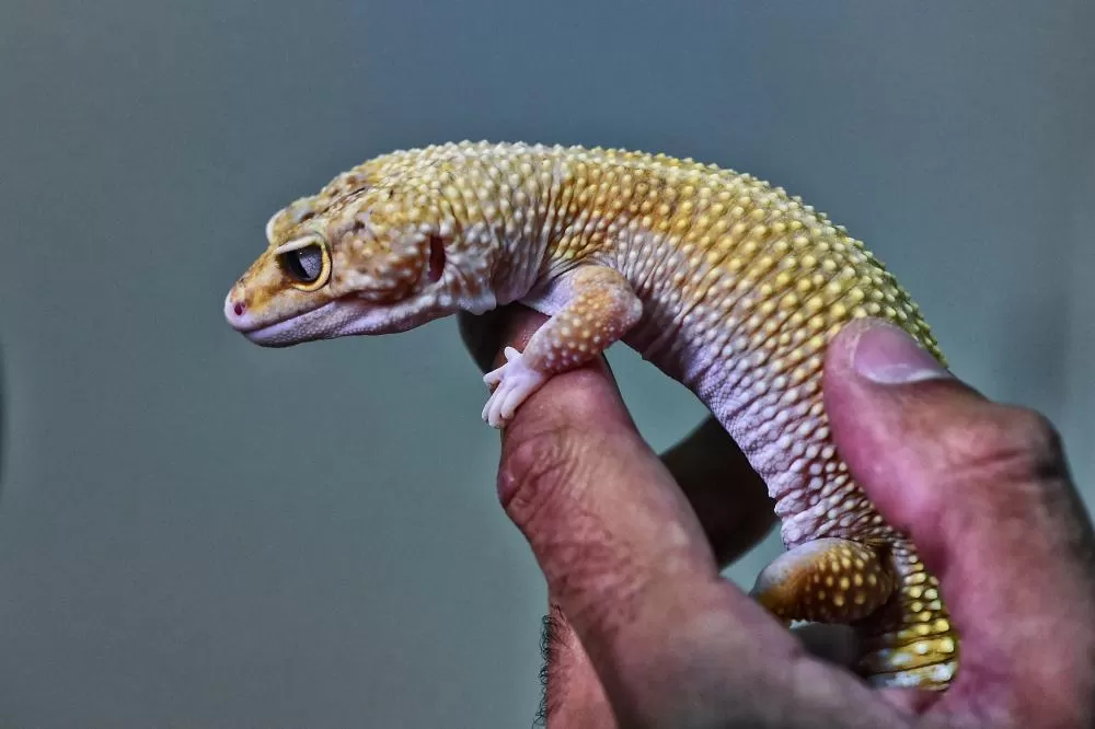 Instituto Água e Terra iniciou o processo de avaliação clínica de animais vítimas do tráfico internacional resgatados pela Polícia Civil Foto: Denis Ferreira Netto/SEDEST
