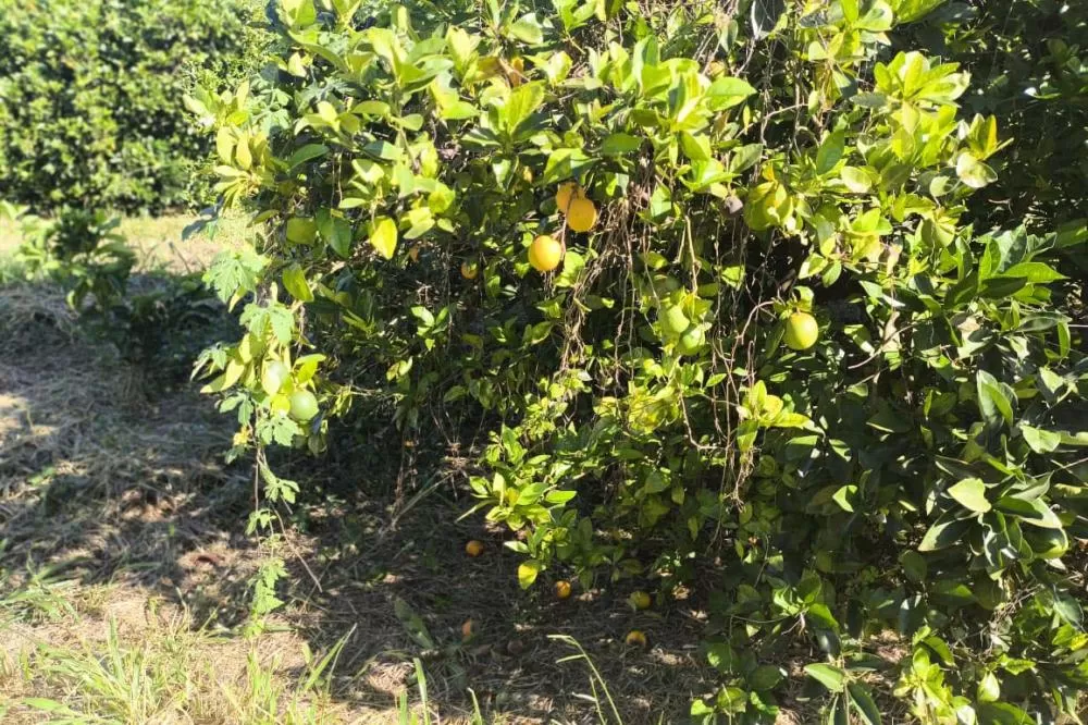 Estado reforça medidas de contenção após detecção de greening no Vale do Ribeira Foto: Evandro Fadel/SEAB